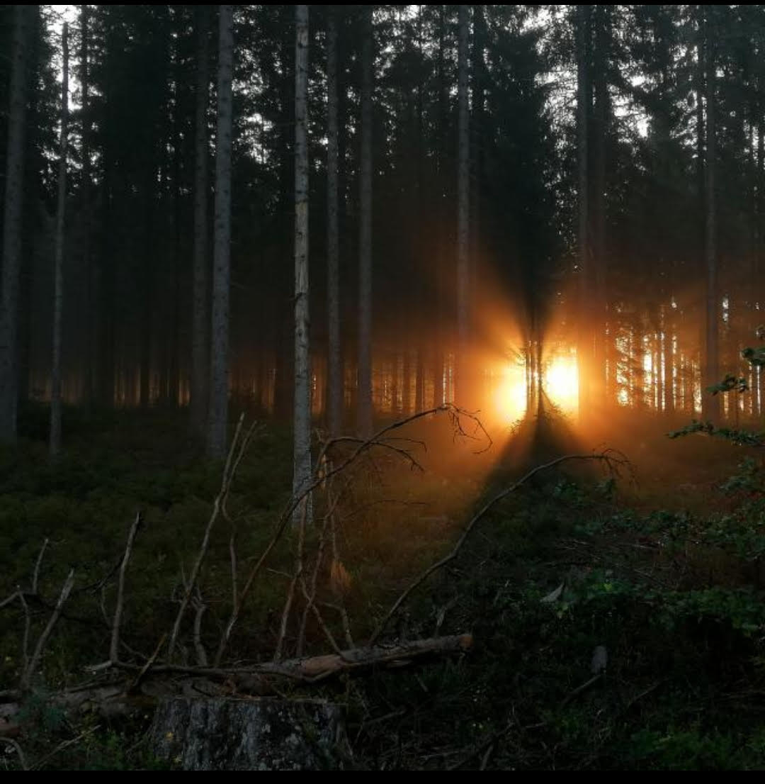 Exposition photos "Ardennes sauvage"