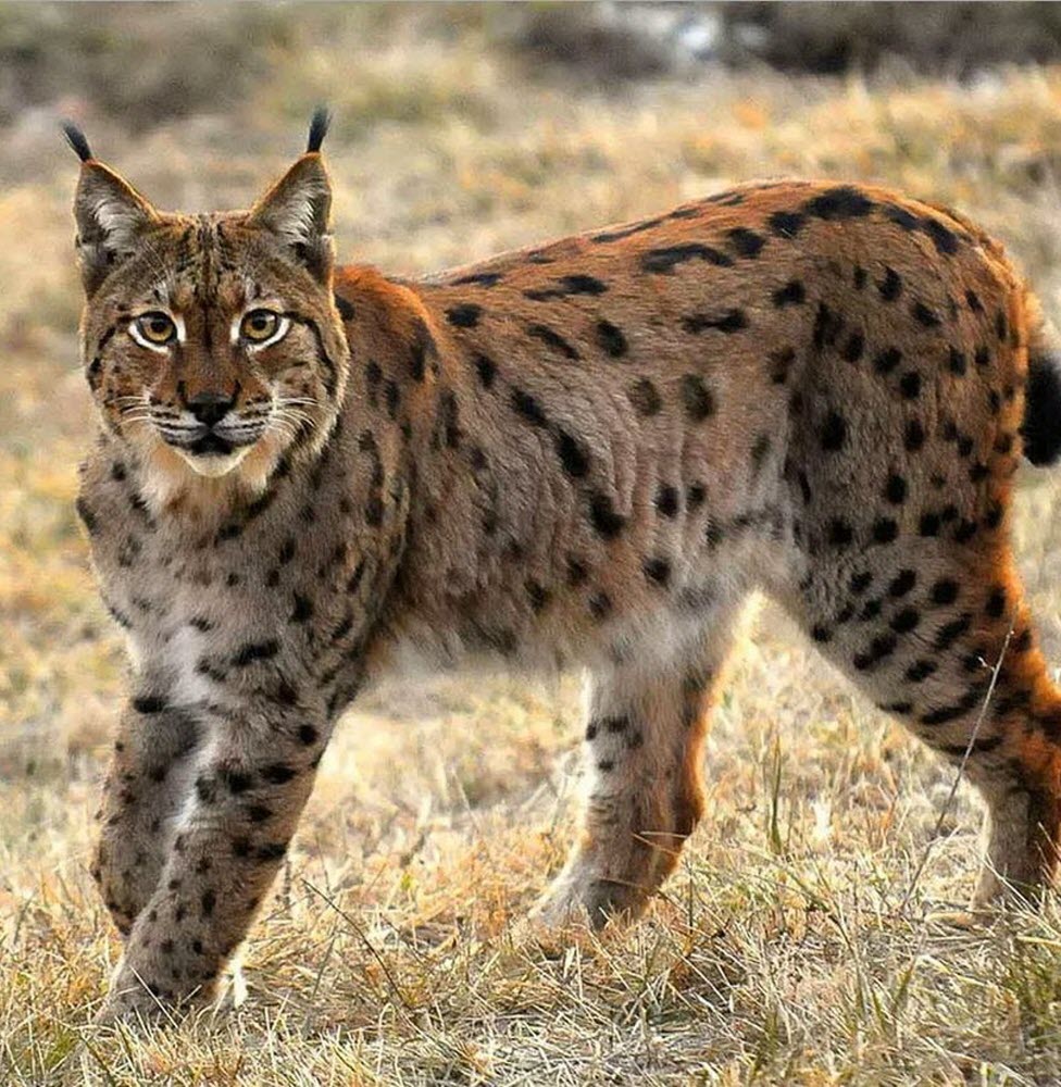 Diaporama "lynx & grand tétras" de Claude Le Pennec Diaporama "lynx & grand tétras" de Claude Le Pennec